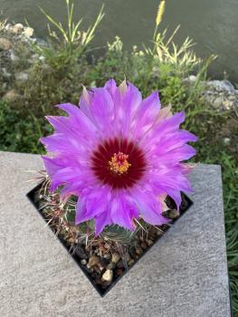 Thelocactus bicolor